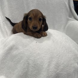 Dachshund Puppies from Darling Doxies