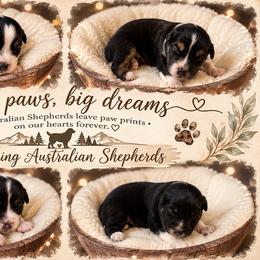 Puppy 7 - Black & white female Australian Shepherd puppy in Statesville, North Carolina from Charming Australian Shepherds