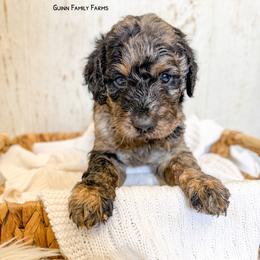Chicken in a Biscuit - Merle male Goldendoodle puppy in Grove, Oklahoma from Guinn Family Farms