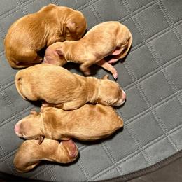 Tokyo - Red  female Goldendoodle puppy in Haltom City, Texas from Ohana Doodles