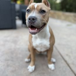 Raven - Blue fawn female American Pit Bull Terrier puppy in Pensacola, Florida from Alpha Alliance Kennels