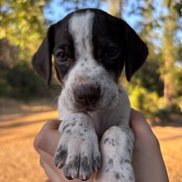 Rainier - Yellow Collar - Liver and white female German Shorthaired Pointer puppy in Mokelumne Hill, California from Underhill GSP