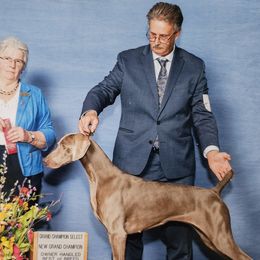 Weimaraners from Camelot Talk About Weimaraner