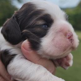 AKC Yahtzee - Brown and white female Cocker Spaniel puppy in New Market, Tennessee from Down in the Holler