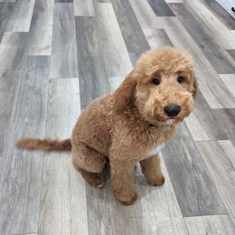 Bernedoodle, Goldendoodle, and Sheepadoodle Puppies from High Desert Doodles