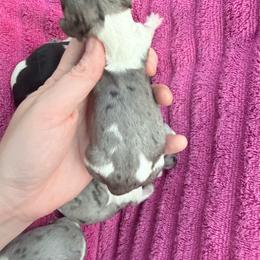 Black dapple piebald (almost split face) - Dapple female Dachshund puppy in Umatilla County, Oregon from Divine Dogs