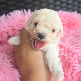 Girl 1 - White female Poodle puppy in Rainbow City, Alabama from Misioh Poodles