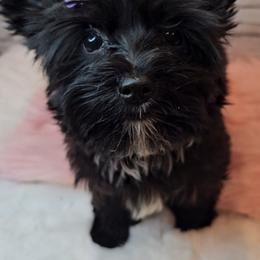 Scarlett - Yorkshire Terrier