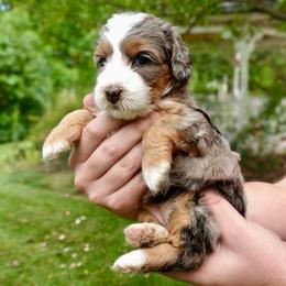 Grace - Merle female Bernedoodle puppy in Ammon, Idaho from Little Stone Bernedoodles