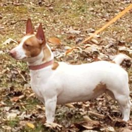 Peaches - Teddy Roosevelt Terrier