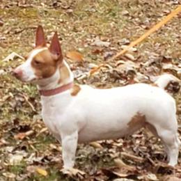 Peaches - Teddy Roosevelt Terrier