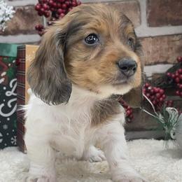 Emil - Dapple male Dachshund puppy in Industry, Illinois from KDKs Kennels