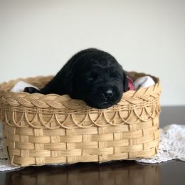 Pink - Black female Labrador Retriever puppy in Pendleton, South Carolina from DogSmith Purebreds