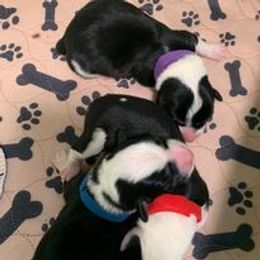 Companion Cross Puppies from Double G Corgis