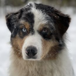 Limit - Australian Shepherd