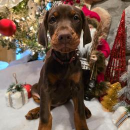 Maroon - Red and rust female Doberman Pinscher puppy in Anderson, Indiana from Legendary Kennels