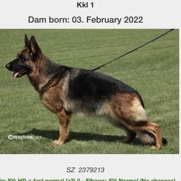 Mara - German Shepherd