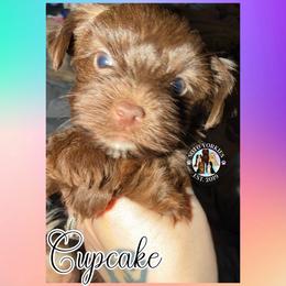 Cupcake - Liver female Yorkshire Terrier puppy in London, Kentucky from Soto Yorkies