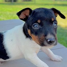 Male 4 - White black and tan male Rat Terrier puppy in Denver, Colorado from K2 RAT TERRIERS (COLORADO)