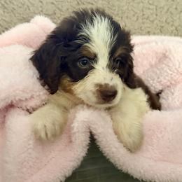 Millie - Red tri-color female Aussiedoodle puppy in Rochester, Massachusetts from Harmony Hill Doodles