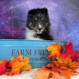 Otter - Black white and tan male Shetland Sheepdog puppy in Elk, Washington from Asgard Shetland Sheepdogs