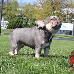 Armoni - French Bulldog