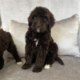 Goldendoodles from Doodle Couture