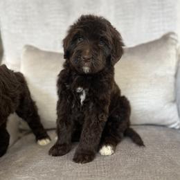 Goldendoodles from Doodle Couture