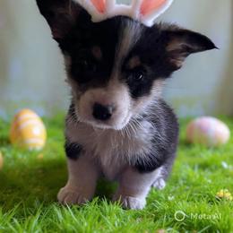 V-4.  Gizmo - Black and tan male Pembroke Welsh Corgi puppy in Sanford, Michigan from Tambali Pembroke Welsh Corgis