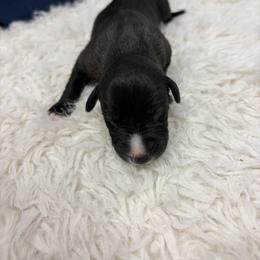 Gobbler - Black male Whippet puppy in Fort Myers, Florida from Rainbow Whippets