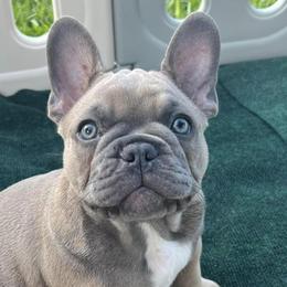 French Bulldogs from Born in Paradise Frenchies