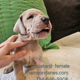 Custard- Merle Female - Merle female Great Dane puppy in Grass Lake, Michigan from Harrison Danes