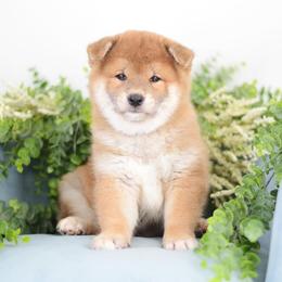 Ikari- Red Boy - Red male Shiba Inu puppy in Neosho, Missouri from Sunny Terrace Shibas