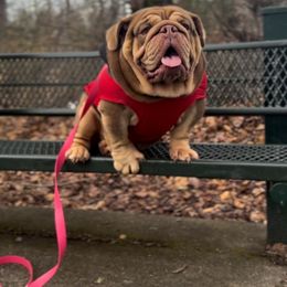 Temptation - Bulldog