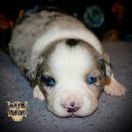 Sage - Blue merle female Australian Shepherd puppy in El Dorado Springs, Missouri from HP Aussie Kennels