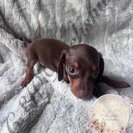 Hershey - Chocolate and tan male Dachshund puppy in Lufkin, Texas from CSW Dachshunds