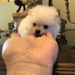 Pomeranian and Yorkshire Terrier Puppies from Dreaming Puppies