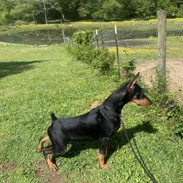 Doberman Pinscher Puppies from Marbendale’s Doberman