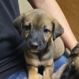 Royalty Reigns Peridot The Radiant Heart - Dark brown female Xoloitzcuintli puppy in Ethridge, Tennessee from Royalty Reigns Xolos
