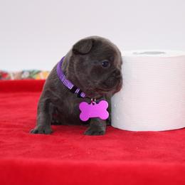 Aaliyah - Blue female French Bulldog puppy in San Diego, California from Forbes List Frenchies