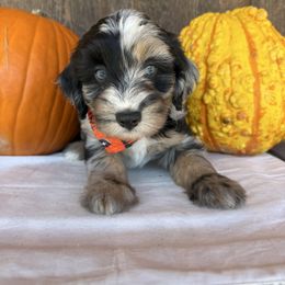 Kentucky - Blue merle male Aussiedoodle puppy in Eastland, Texas from H5 Mini Doodles