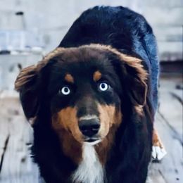 Denali - Australian Shepherd