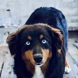 Denali - Australian Shepherd
