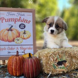 Waffle - Red male Pembroke Welsh Corgi puppy in Cameron, North Carolina from Butts Family Corgis