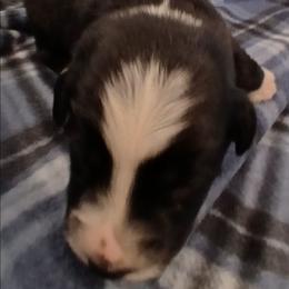 Boy 6 - Black tri-color male Australian Shepherd puppy in Charlotte, North Carolina from Tranquility Trail Aussies