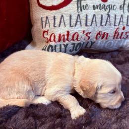 Bear - Golden male Golden Retriever puppy in Seville, Ohio from Retriever Ranch