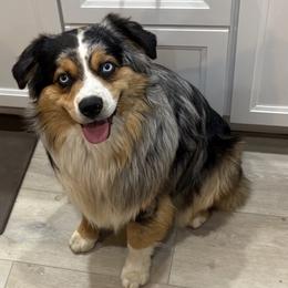 Koda - Miniature Australian Shepherd