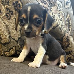 Pocket Beagle Bitsy - Black tan and white female Beagle puppy in Gentry, Arkansas from HC Puppy Ranch