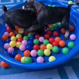 Standard Schnauzer Puppies from Songbird Standard Schnauzers