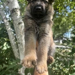 German Shepherd Puppies from Fancy GSDs